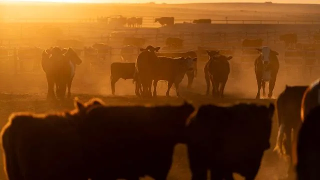 USA: Trump will mehr Rindfleisch importieren lassen
