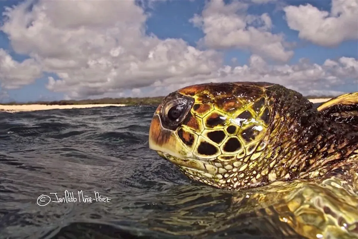 As tartarugas amarelas das Galápagos preferem ficar perto de casa