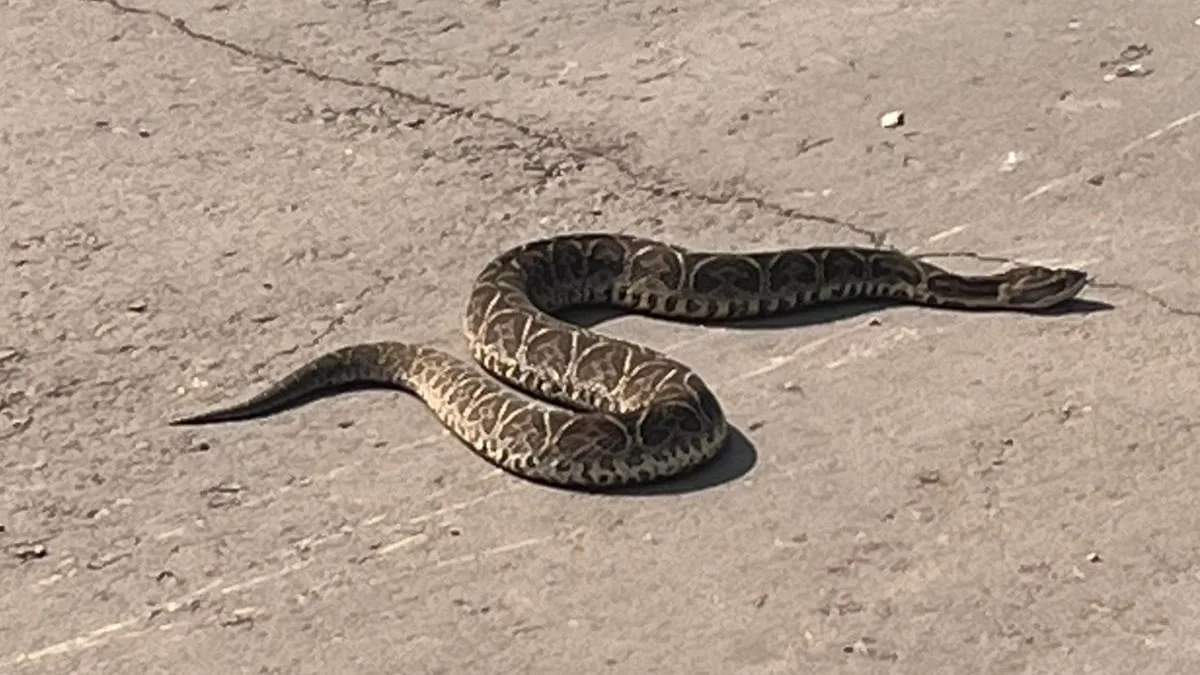 Encontraron a una yarará de la cruz en Misiones y la Policía la rescató: fue liberada en una reserva natural
