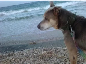 Tornado: cuando amar a un perro también significa dejarlo partir