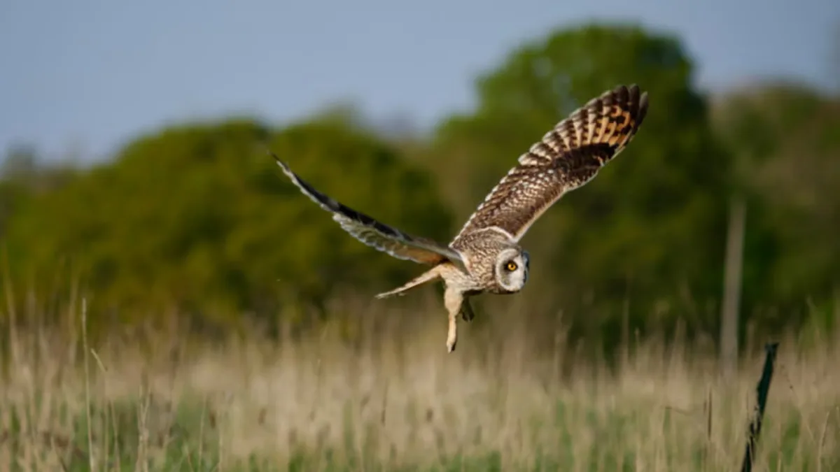 Humans stepped back from this UK dairy farm; 3 years later, 27 more bird species appeared