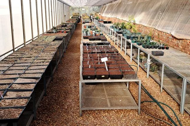 Au jardin botanique de Kirstenbosch, des serres remplies de plantes de contrebande