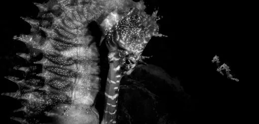 »Ocean Photographer of the Year«-Award 2026: Junge Seepferdchen, gierige Fische und schwebende Seedrachen