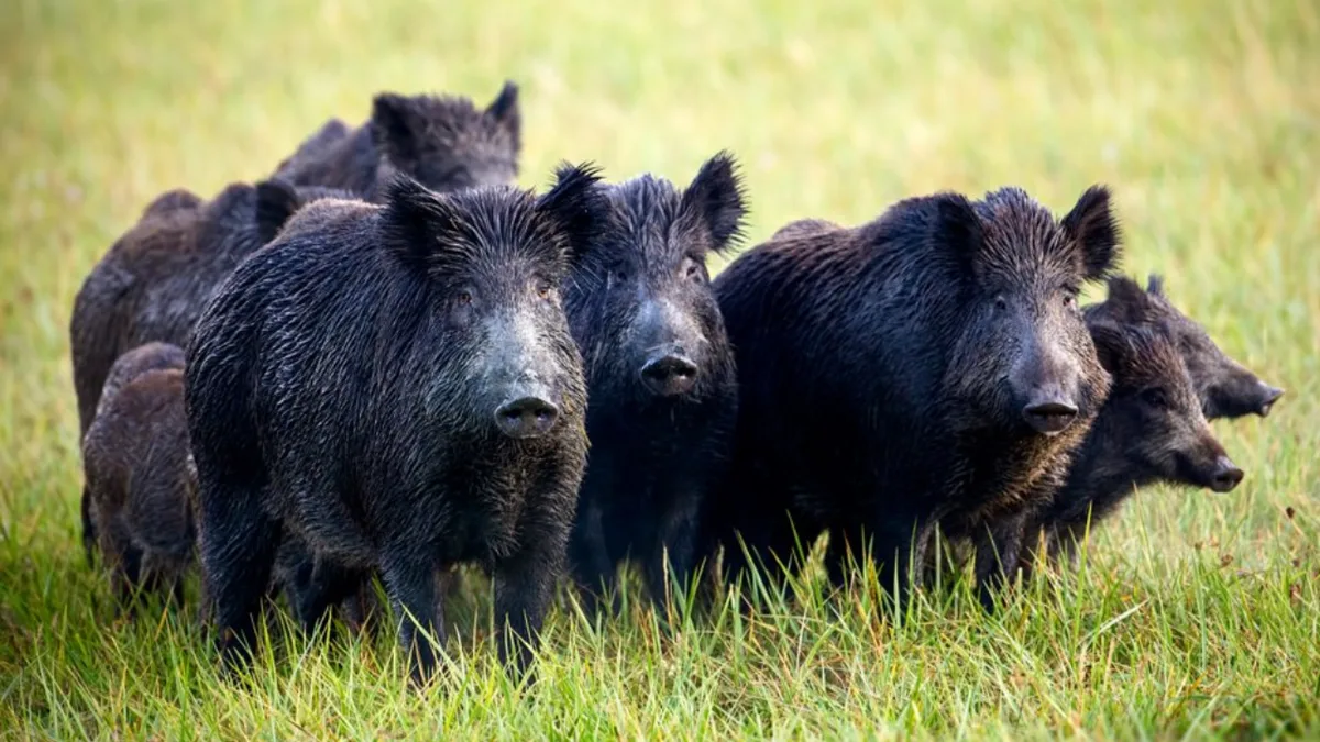 In 2005, California began eradicating 5,036 feral pigs from Santa Cruz Island as part of....