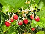 Gene-edited strawberries are coming to Britain! Futuristic fruits have their DNA altered to keep them in season for longer