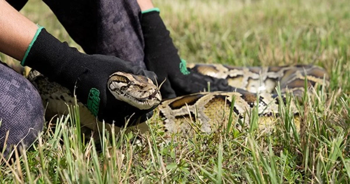 Pagan hasta US$ 30 por hora por cazar una especie de pitón que amenaza humedales subtropicales: cuánto se puede ganar por capturar la más grande