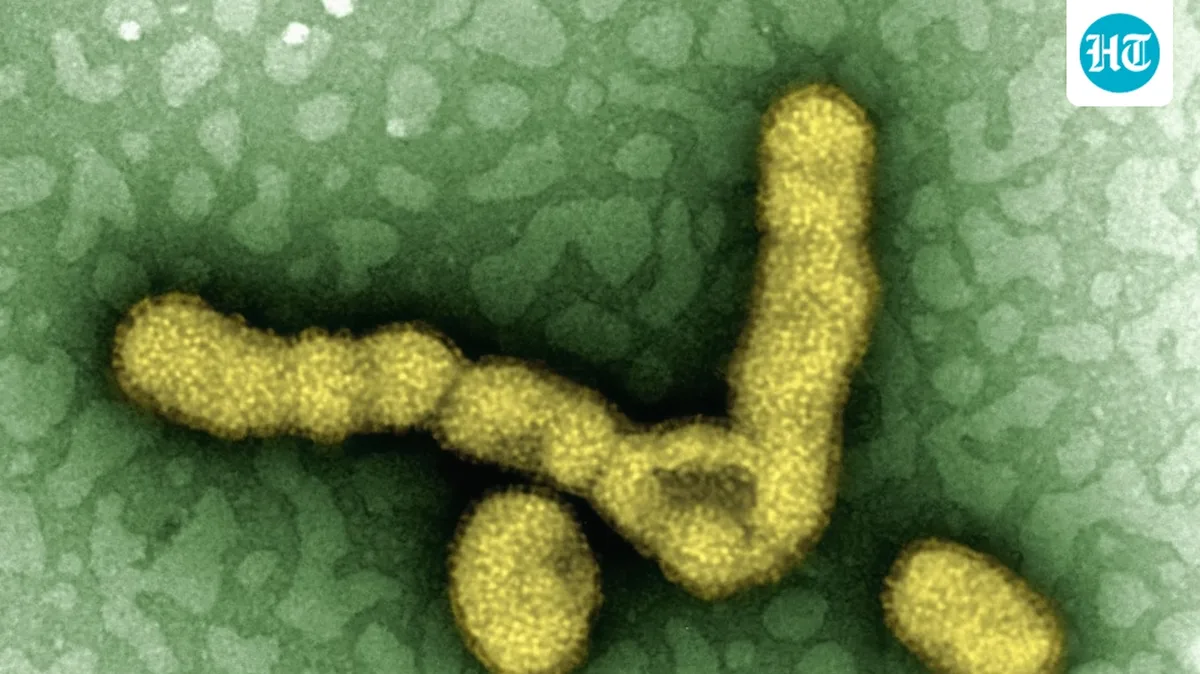 Delhi CM calls emergency meet over H1N1 spread as 3,000 cases reported so far; health minister says 'under control'