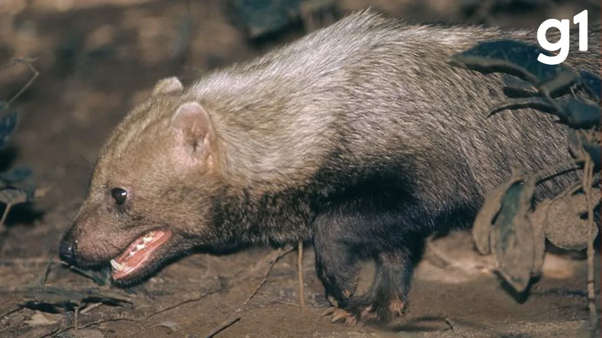 VÍDEO: registro raro mostra cachorro-vinagre em parque conservado de MT; espécie está ameaçada de extinção