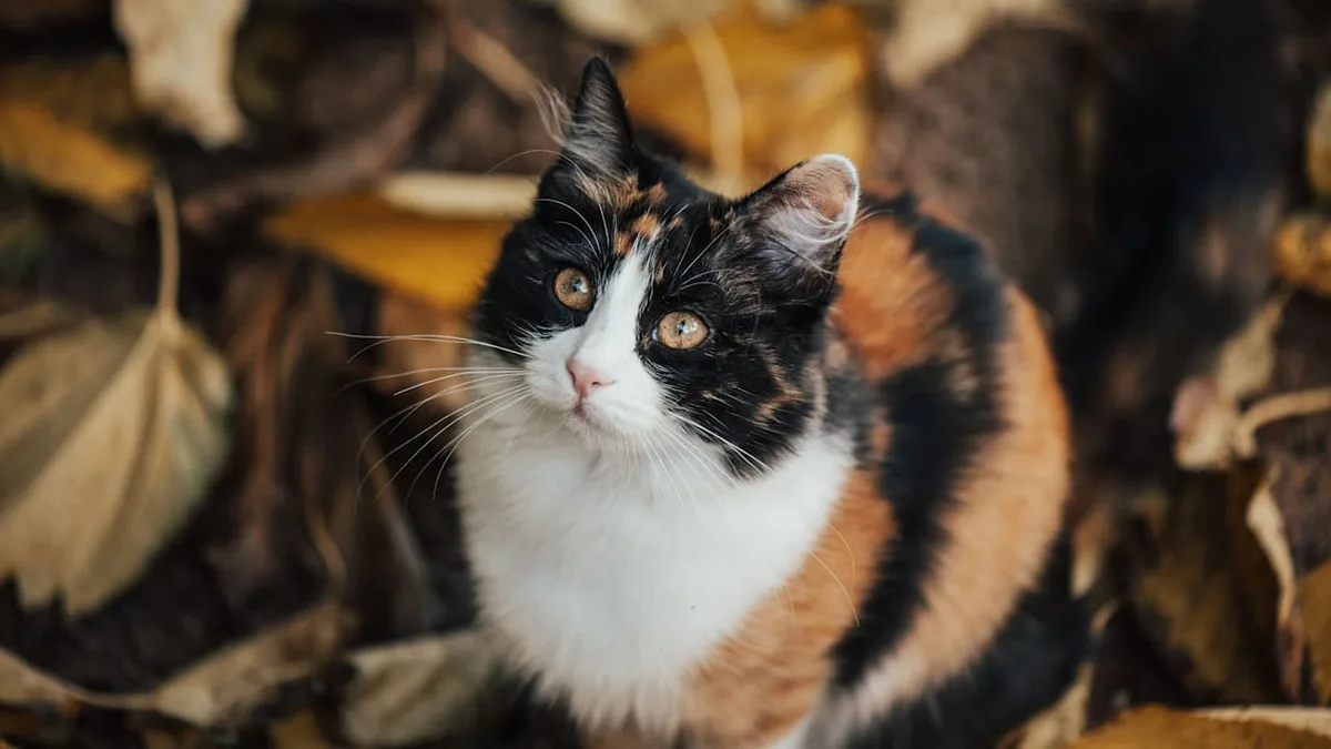 Seltene Fellzeichnung - Warum dreifarbige Katzen als Glücksbringer gelten
