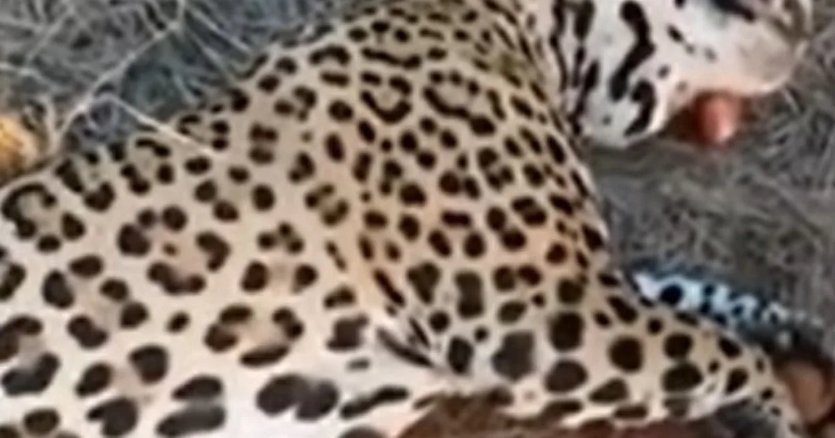 Juicio histórico por matar un yaguareté en Formosa: armas, fotos y un cuero de puma en el freezer