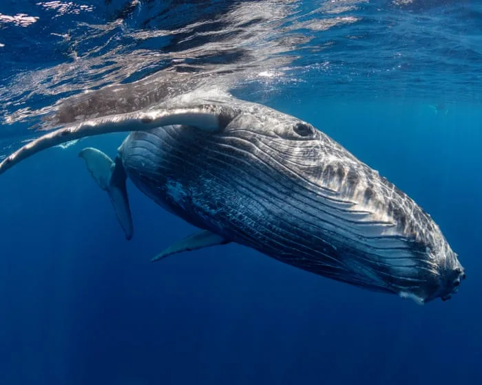 Do whales grieve? Scientists’ research off Australia’s Gold Coast suggests they might | Olaf Meynecke for the Conversation