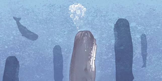 Pendant leur sommeil, les cachalots font des bulles pour flotter à l’abri des vagues