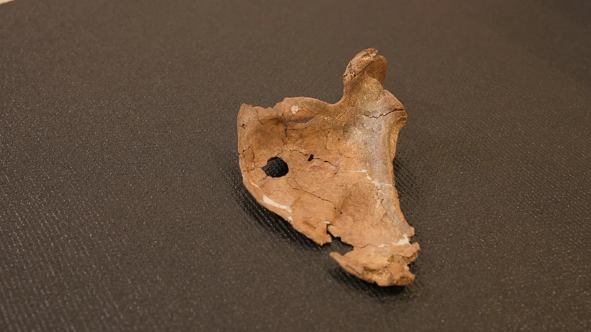 Durchbohrtes Schulterblatt: Rammte hier ein Neandertaler dem anderen einen Speer ins Herz?