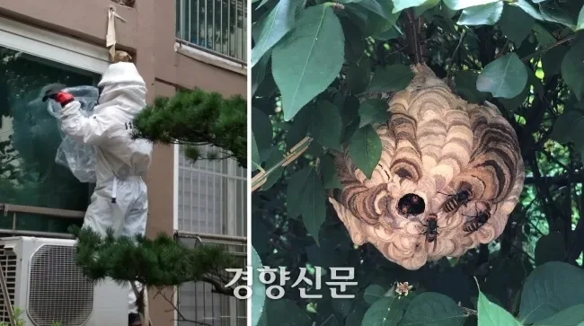아파트 인근서 벌떼 습격···10대 4명 등 5명 병원 이송