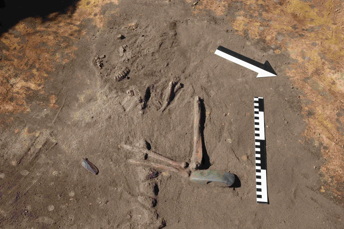 Colar feito com 42 dentes é encontrado em túmulo de 5 mil anos na Polônia