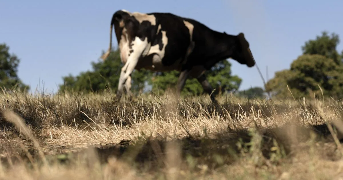 Effondrement des récoltes : face au désastre agricole, la FNSEA exige un « choc de réactivité » tandis que l'État promet des aides massives