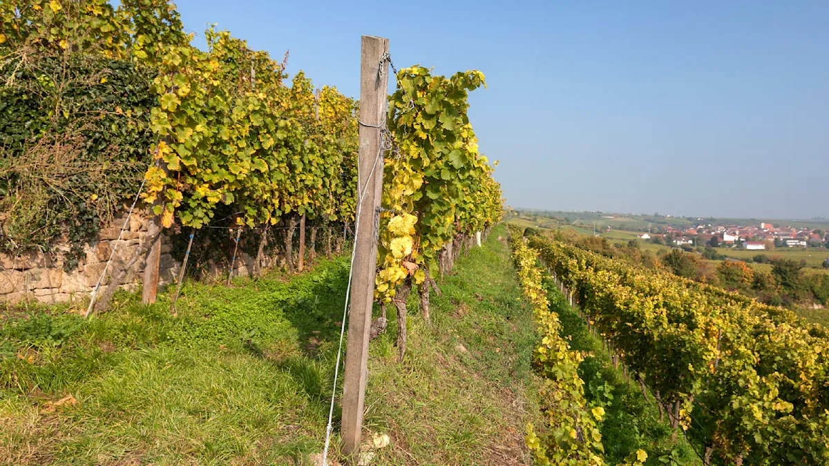 Winzer über den Wein-Markt - „Ich greife lieber zum Bier“