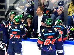 Von Eisbären zum DEB: Cheftrainer-Neuling Rankel steigt gleich zum Bundestrainer auf