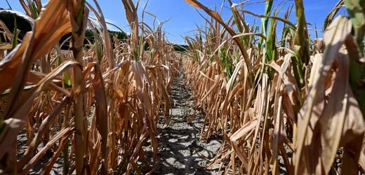 Dürre in Europa: Österreich hilft Landwirten mit mehr als 240 Millionen Euro