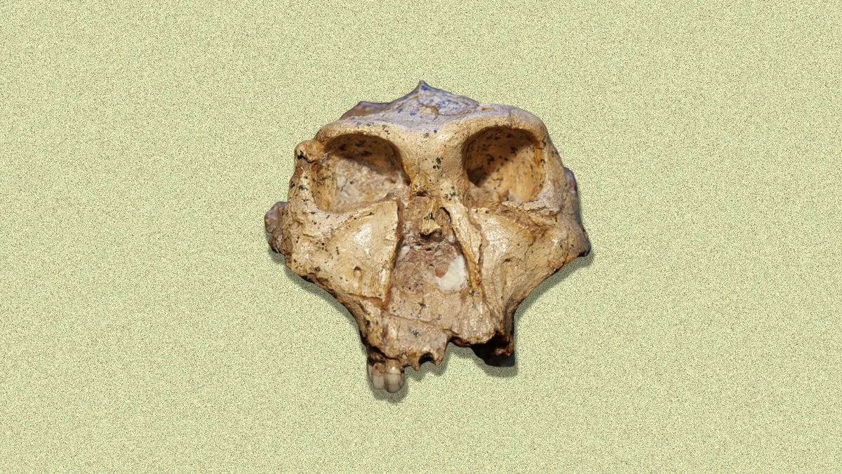 Why it might be time to rethink the human family tree