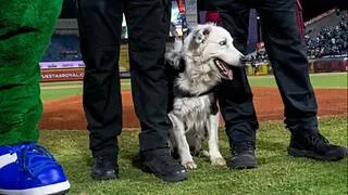 LVBP: El gran Tsunami protagoniza el inicio de la temporada 2026-2027