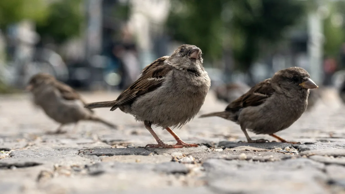 In deutschen Städten: Das rätselhafte Verschwinden der Hausspatzen