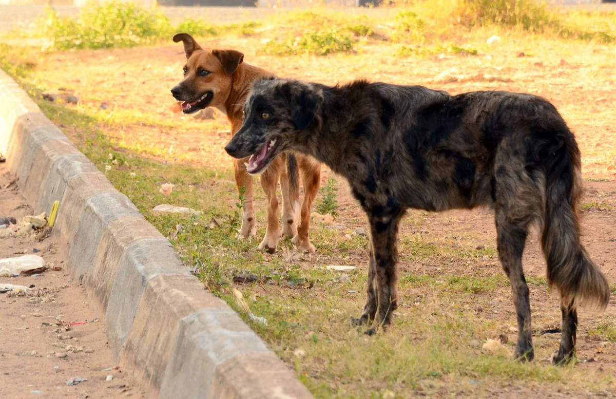 Câmara aprova cassação da CNH para motorista que abandonar animal na rua