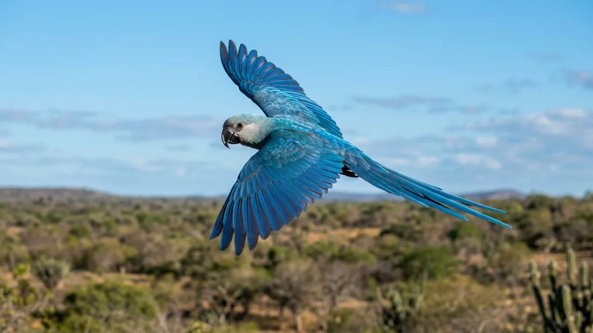 Ave considerada extinta na natureza por mais de 20 anos volta a voar livre no Brasil e primeiros filhotes nascem após reintrodução histórica