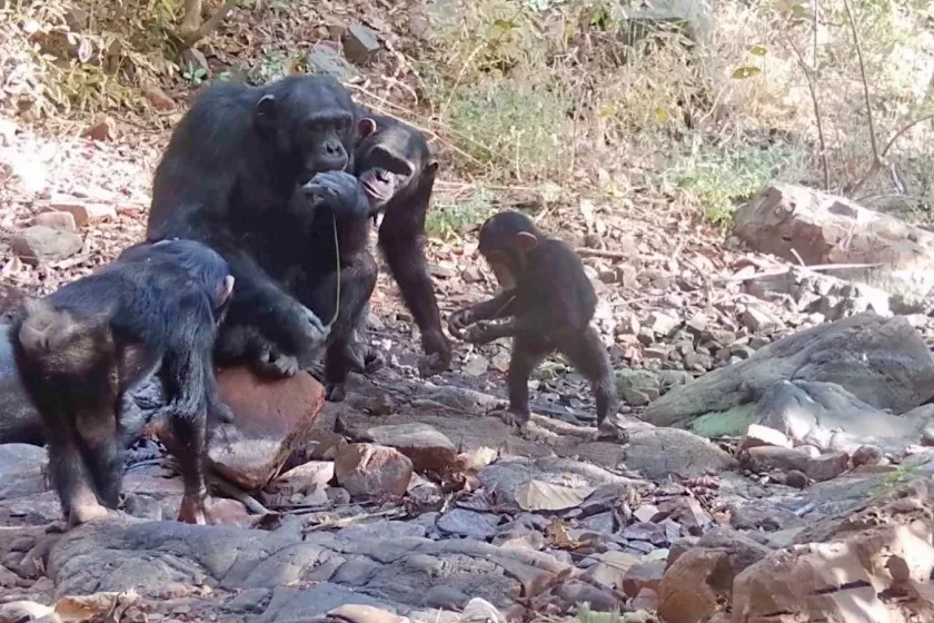 Chimpanzés selvagens ensinam os mais jovens dando ferramentas a eles; vídeo