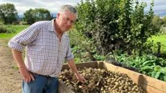 Why hotter summers are making British potatoes smaller