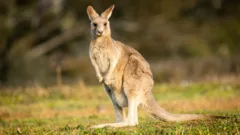'Tropical jungle' of wallabies, porcupines and parrots must move after neighbours complain