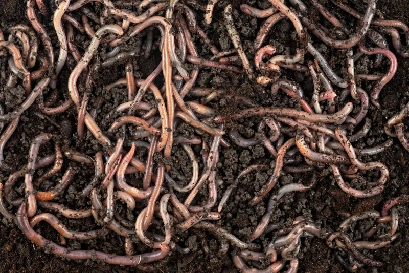 Shai-Hulud worm makes jump to AI infrastructure with Tensorlake compromise