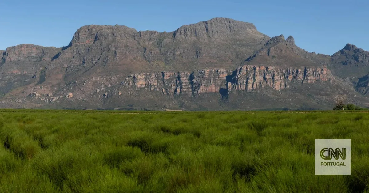 Rooibos: a planta única que se tornou uma sensação mundial do chá