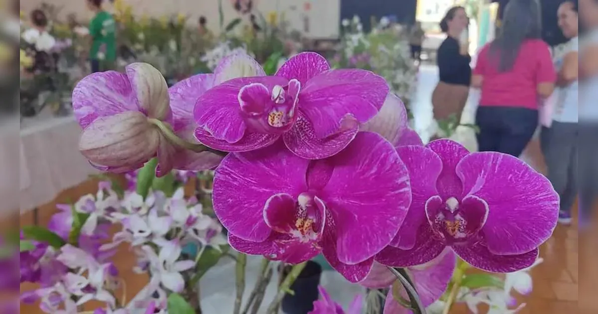 Jardim Alegre promove a 19ª Exposição e Venda de Orquídeas