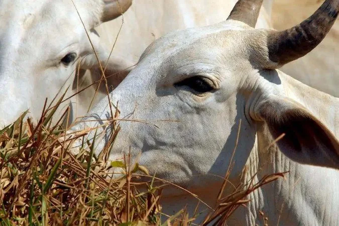 Veto da UE à carne do Brasil começa nesta quinta-feira; veja o que muda