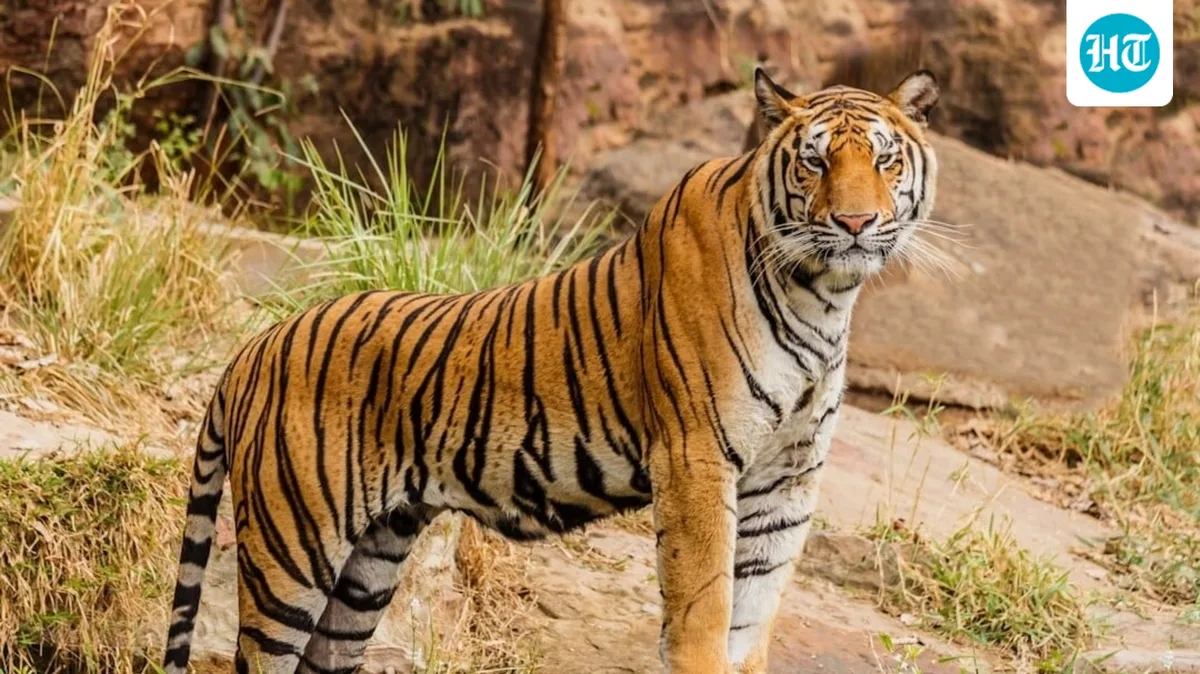 Bihar tiger attack: Farmer killed near Valmiki reserve, mob assaults forest staff
