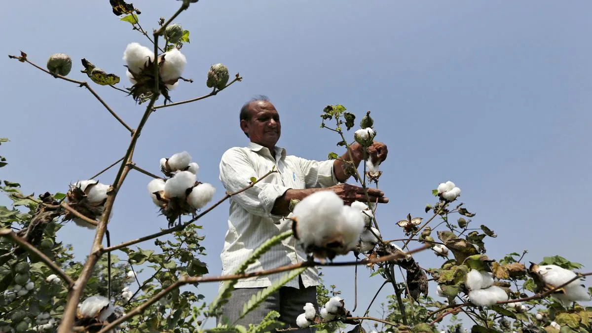 Cotton price to be around ₹75-80 per kg at harvest time, states TNAU pre-sowing forecast