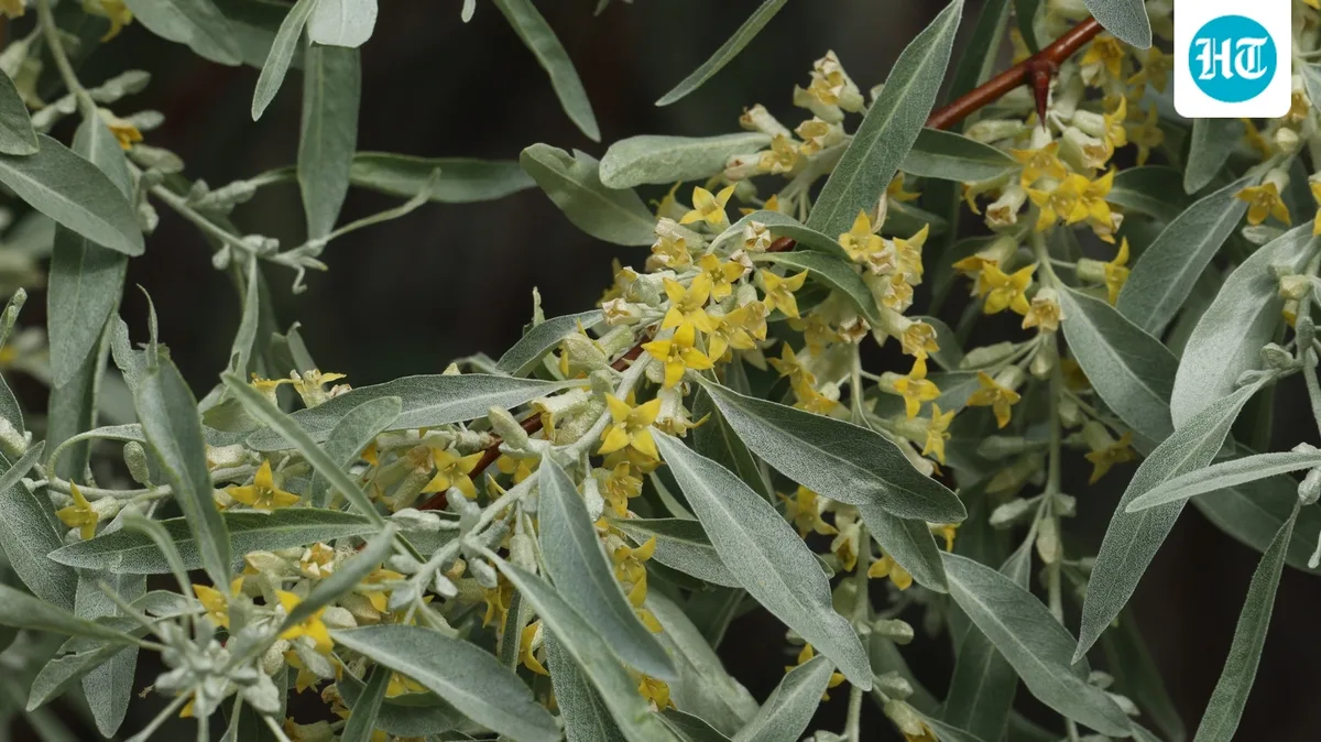 In the 1900s, North America planted Russian olive for windbreaks and soil stability; it became invasive in California and 16 other Western states