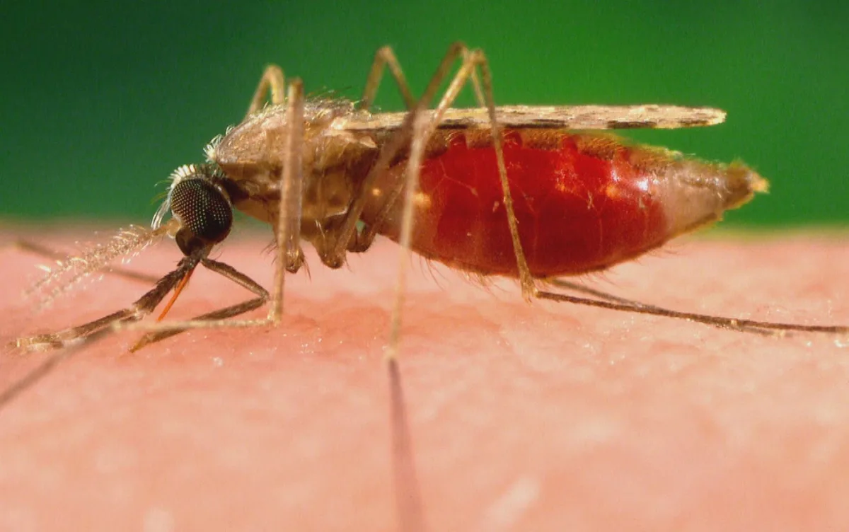 Mosquito que viajou de avião mata dois por malária na Alemanha
