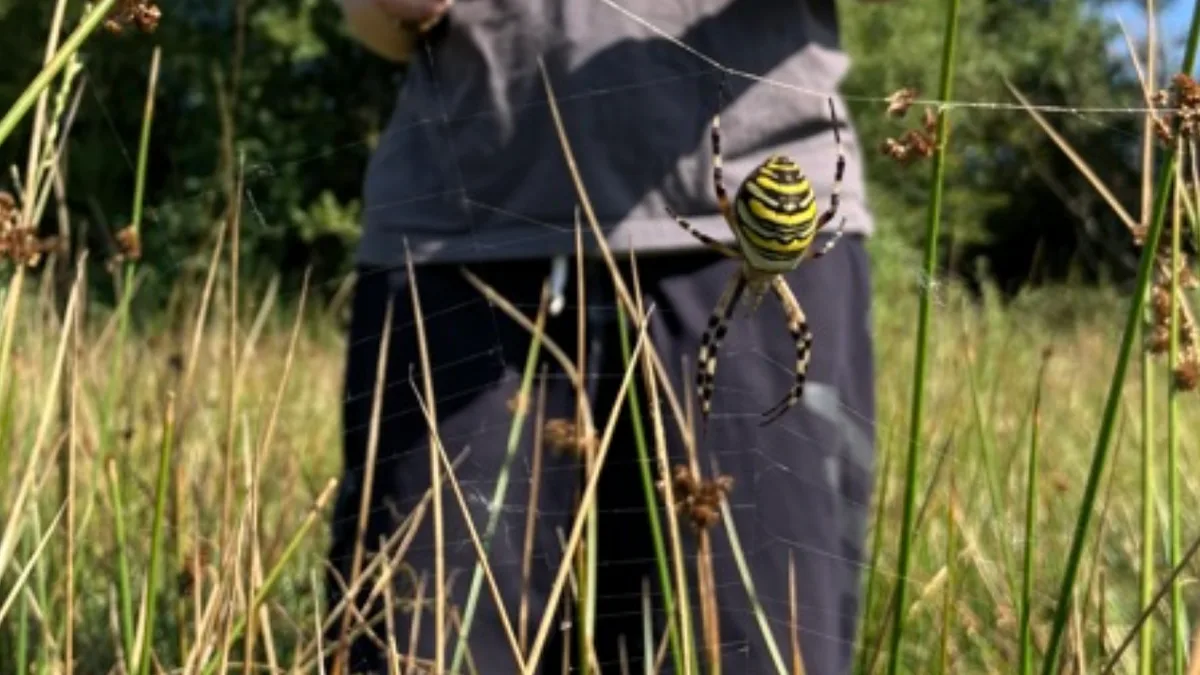Wasp spider recorded in Cheshire for first time as species moves north