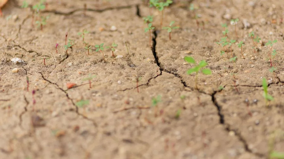 Sécheresse : les pluies "quasi absentes" depuis début septembre, les sols n'ont jamais été aussi secs à cette période