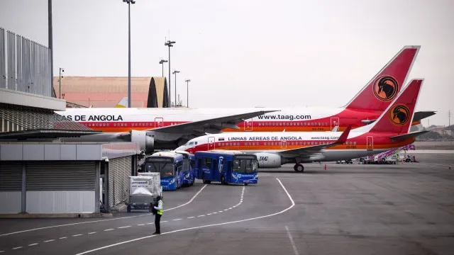 TAAG transporta dois leões entre a África do Sul e Nigéria