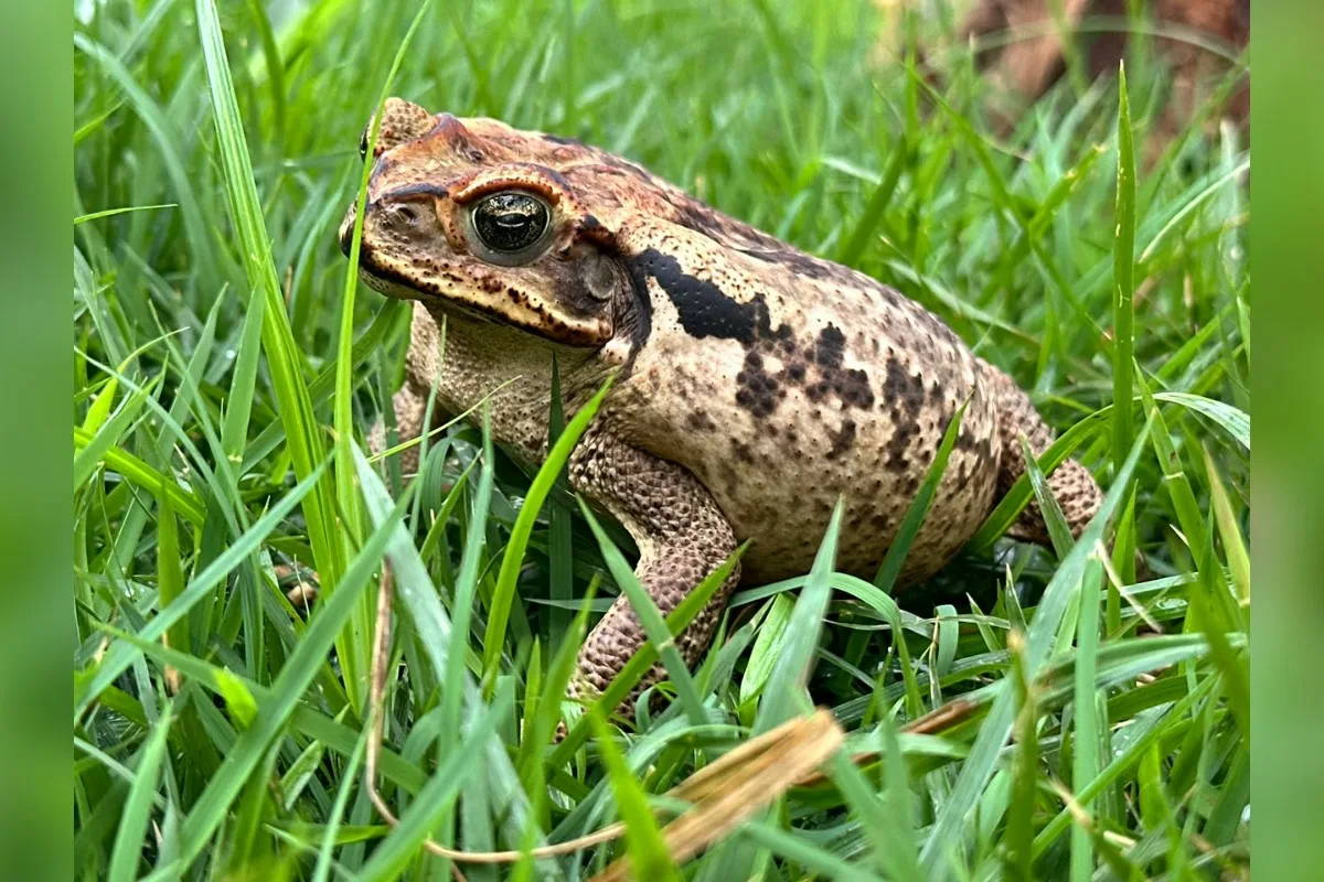 Sapo cururu atacado por cão em MG recebe tratamento em universidade