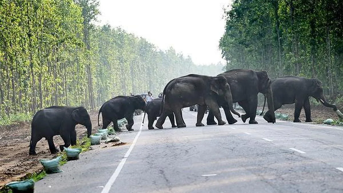 Supreme Court panel urged to halt transfer of Assam elephants to Tamil Nadu