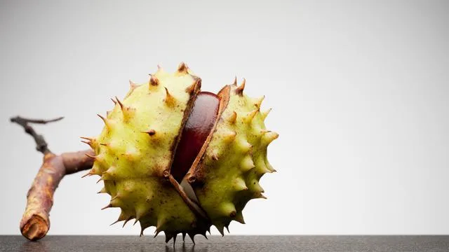 Rosskastanien: Es hat »bäm« gemacht