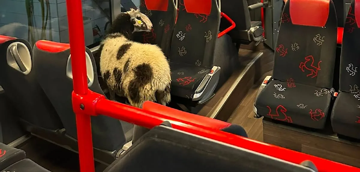 Schaf verirrt sich in Linienbus – und fährt durch die Waschanlage
