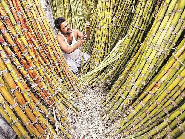 Bajaj Hind, Dwarikesh, Renuka rally up to 14%; what's driving sugar stocks?