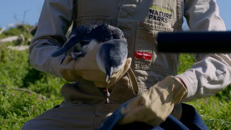 Mass vaccination of little penguins begins