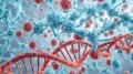PD-L2, la proteína que ayuda a las células envejecidas a jugar al escondite con el sistema inmunitario