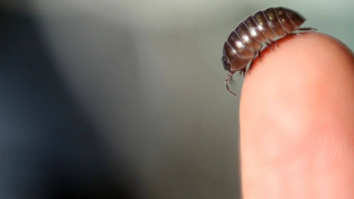 Diagnostic dilemma: Doctors performed surgery to remove a mass in a woman's gut ‪—‬ and a bug-like creature immediately jumped out
